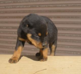 Rottweilerwelpen