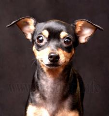 Russkiy Toy Welpen an 14 Nov. abzugeben Russischer Toy Terrier