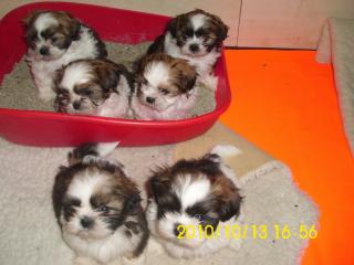 Shih-Tzu Welpen