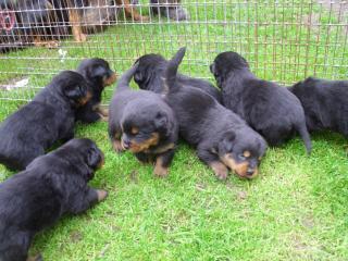 Rottweiler Welpen