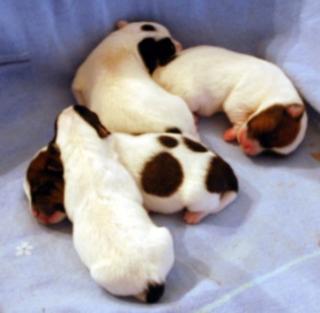 4 Reinrassige Jack Russel Welpen