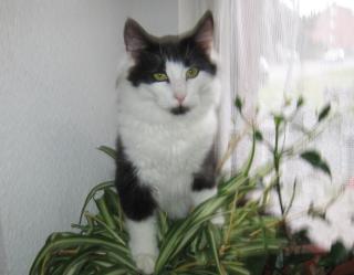 Typvoller Norweger - Jungkater sucht neues Personal