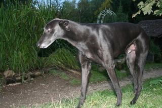 Paddy, Greyhound, m. , geb. Oktober 2021