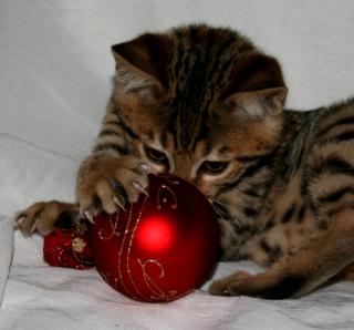 BENGAL Kitten