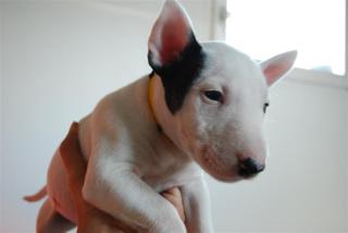 Miniature Bullterrier Welpe /weiblich