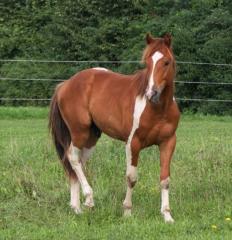 Dreifarbiger Paint Horse Junghengst - u. a. für die Zucht geeignetes Westernpferd