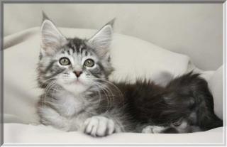 9 typvolle Maine Coon Babys in div. Farben