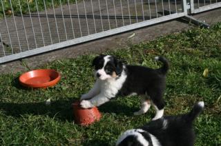 Australian Shepherd Welpen