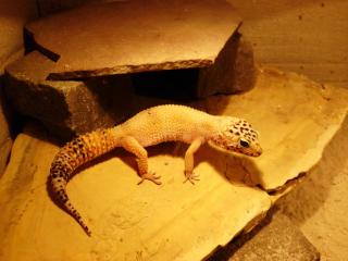 Eublepharis macularius - Leopardgeckos abzugeben