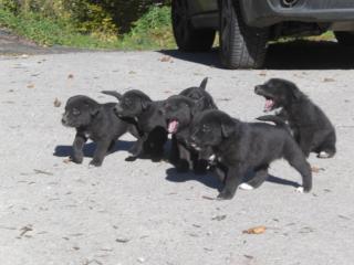 Knuffige Labrador/Schäferhund-Mischlinge