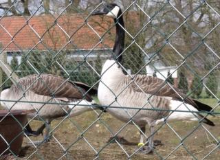 Branta c. canadensis - Kanadagans Kanadagänse