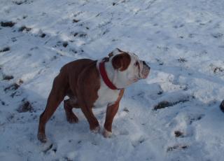 Biete Deckrüden Englische Bulldogge