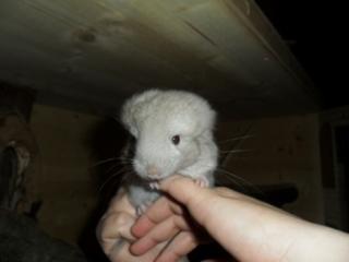 Chinchillas ab 20 Euro