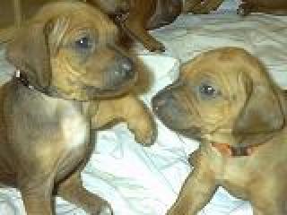 Rhodesian-Ridgeback-Welpen