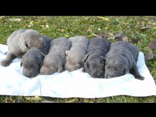 Süße silverne und charcoale Labradorwelpen abzugeben