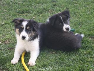 Border Collie Welpen