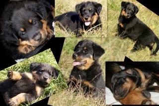 Beauceron Welpen - französischer Schäferhund