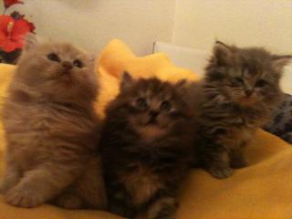 Maine Coon Babys Mitte Dezember abzugeben