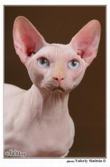 Canadian Sphynx mit russischen Blutlinien