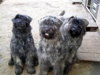 Bouvier des Flandres Rüden aus dem Zwinger vom kleinen Gremlin