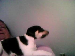 Jack russel welpen