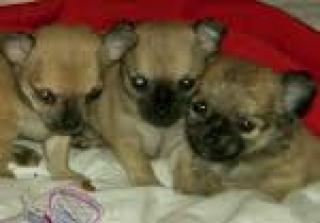 Drei kleine Chihuahua Mix Babys Welpen