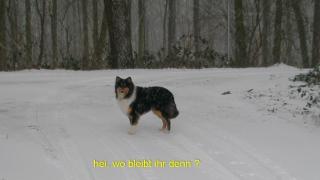 Junger Collie stubenrein Familienhund im Haus 19 Monate