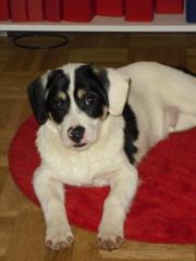 Paddy, 6 Monate sucht Familie