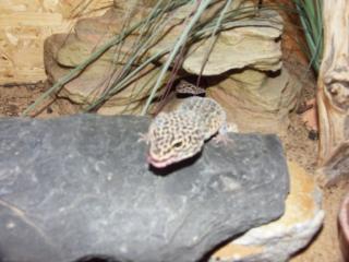 1. 1 Leopardgeckos mit oder ohne Terrarium