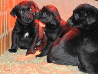 Schwarze Labrador-Welpen in Nordhessen, geimpft