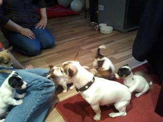 3 Jack Russell Terrier Welpen zu verkaufen