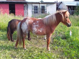 Orig. Mini Shetty, Stute m. Pap. /Chip, Fuchsroan, 3 J. , 550 Euro