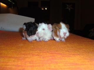 3 Rosettenmix Babys abzugeben