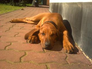 Rhodesian Ridgeback Hündin