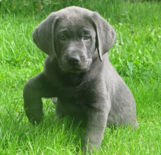 Labrador Retriever Welpen, Silber