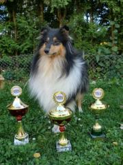 Collie - Deckrüde Sable in München und Umgebung gesucht