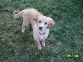 Nicki 4, 5 Monate Golden Retriever-Mix