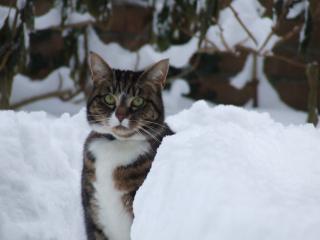 Katze in Kiel in gute Hände kostenlos abzugeben