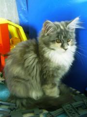 Maine Coon Baby Arielle in blue mit Papiere