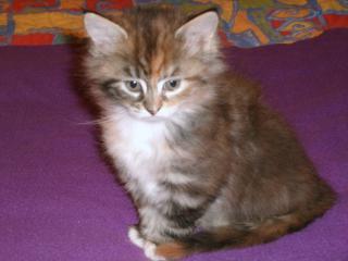 Maine Coon Babys abzugeben