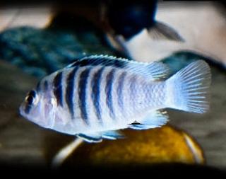 Labidochromis spec. Chismulae mbweca Malawi - Barsch