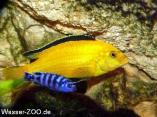 Labidochromis Caeruleus Yellow lions-cove Malawi Barsch