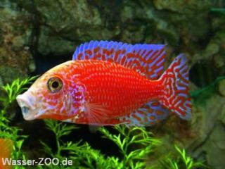 Aulonocara FireFish Coral Red Malawi - Barsch