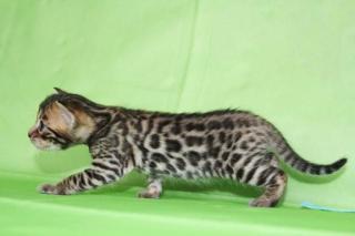 Wir haben Nachwuchs Wunderschöne rosetted Bengal kitten