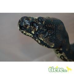 1. 0. 0 Morelia spilota cheynei / 9 Jahre