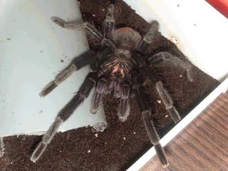 1. 0 Pamphobeteus nigricolor