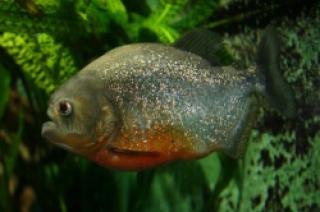 3 Rote Piranhas abzugeben