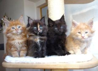 KRÄFTIGE MAINE COON BABYS