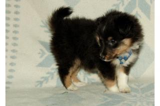 Sehr schöne Shetland Sheepdog Welpen