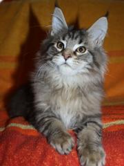 Maine Coon Kitten in het Wild Look